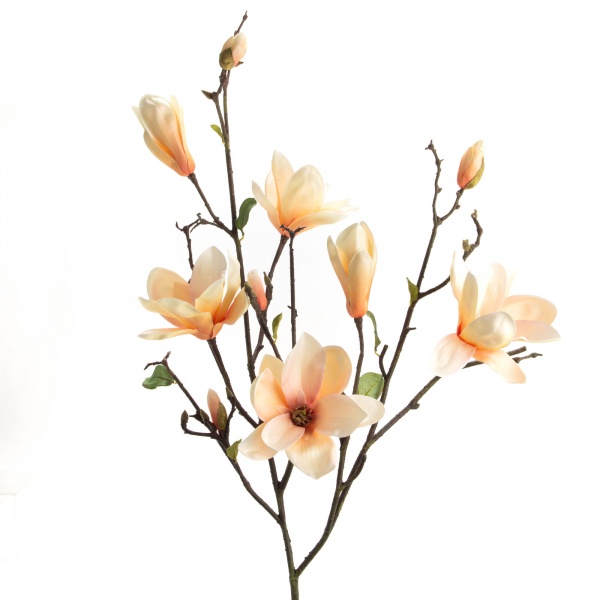 MAGNOLIA SOULANGEANA H123 CR