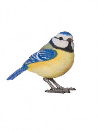 M&eacute;sange bleue