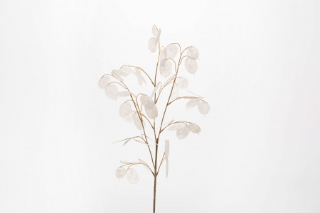 MONNAIE DU PAPE crème