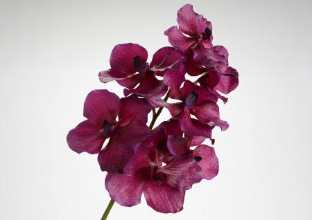 ORCH VANDA TESSELLATA H52 MV