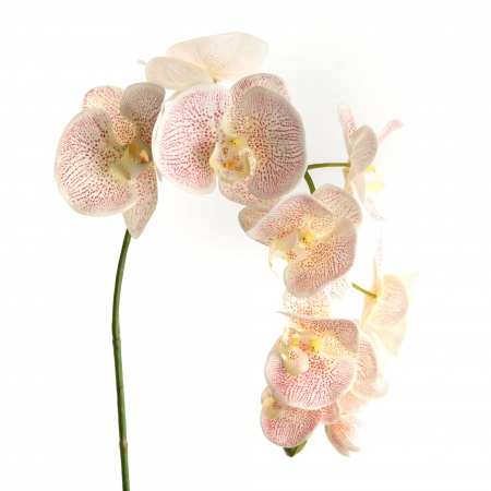 ORCHIDE PHALAE YUKIMAI