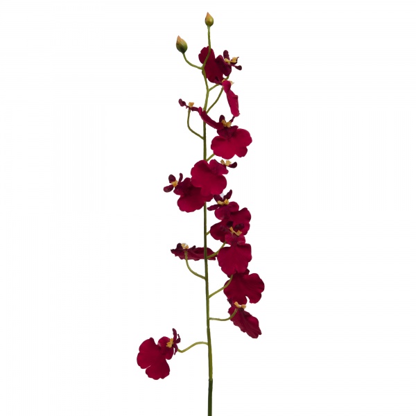 ORCHIDEE PAPILLON H60 BO