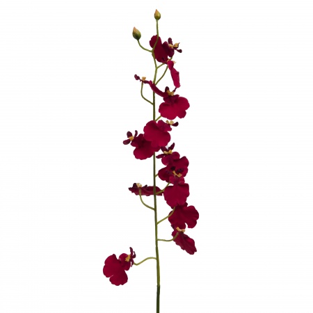 ORCHIDEE PAPILLON H60 BO