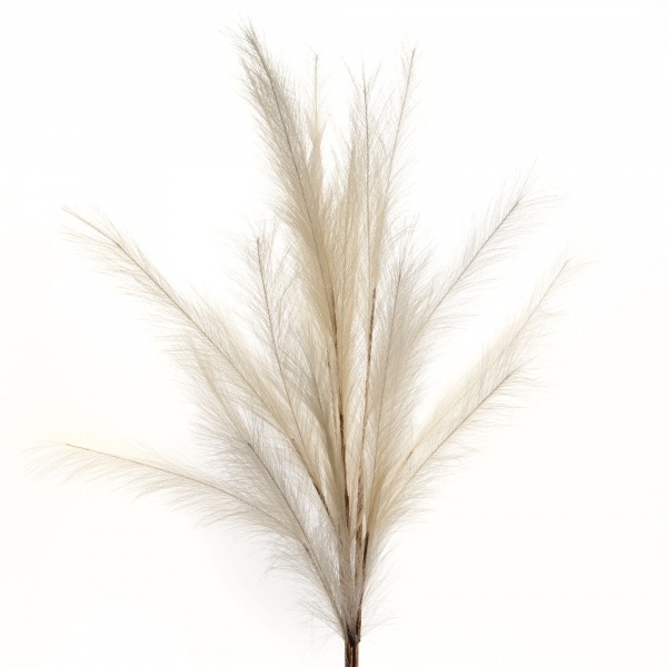 PAMPAS PLUMEAU X3 H110 CR