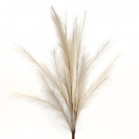 PAMPAS PLUMEAU X3 H110 CR