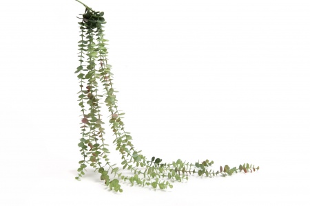 PIQUET CHUTE EUCALYPTUS