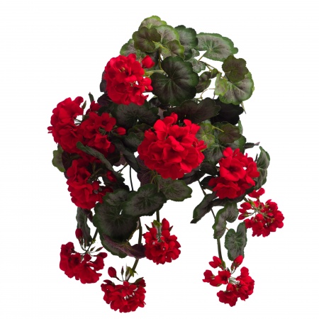 PIQUET GERANIUM H25L44 RG