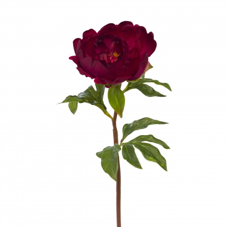 PIVOINE CORAL REALITYH56 BO
