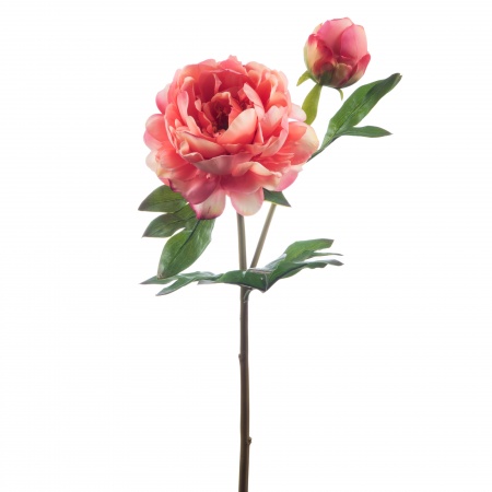 PIVOINE SUBLIMA REALITY H62 CO