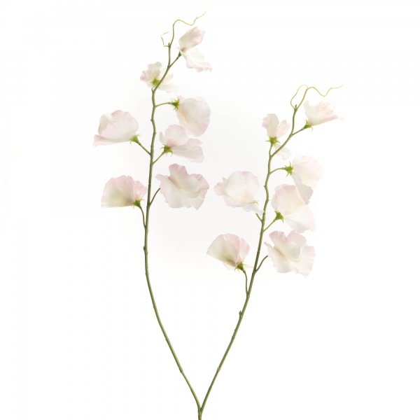 POIS DE SENTEUR g�ant rose p�le/cr�me