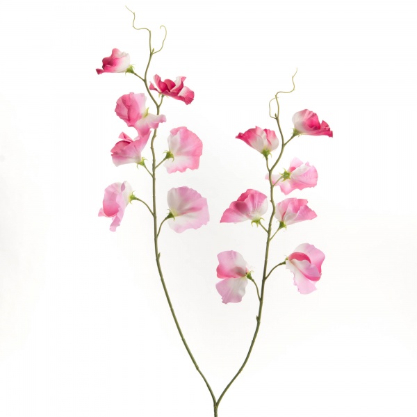 POIS DE SENTEUR g�ant rose p�le/cr�me