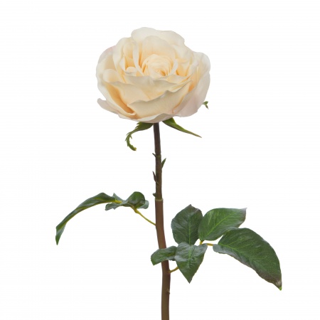 ROSE LOLA REALITY CR