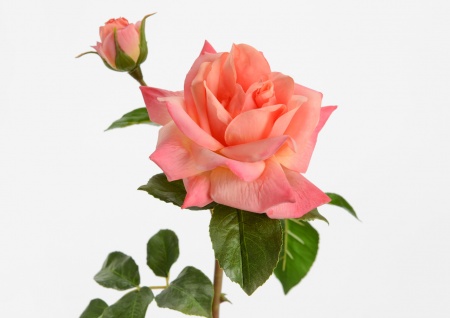 ROSE MELODY REALITY H53CORAIL