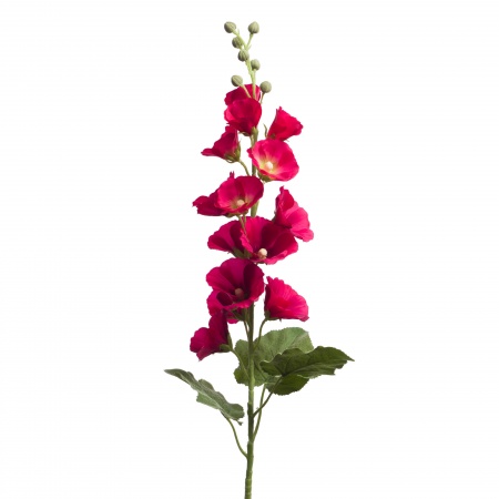 ROSE TREMIERE H104 FU