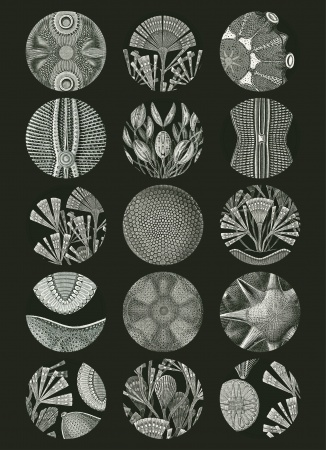 Set de personnalisation LST Art Forms in Nature