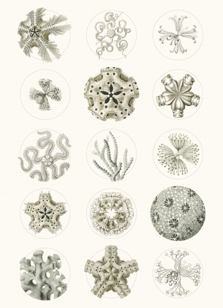 Set de personnalisation LST Art Forms in Nature