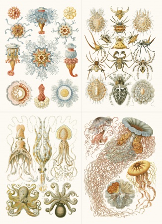 Set de personnalisation LST Art Forms in Nature