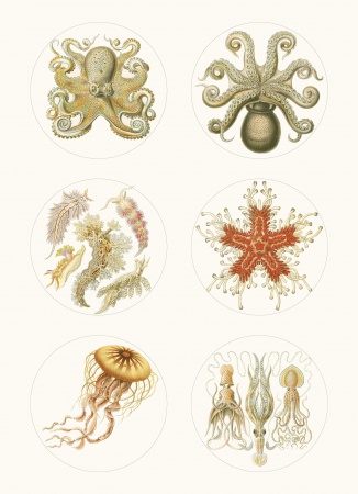 Set de personnalisation LST Art Forms in Nature