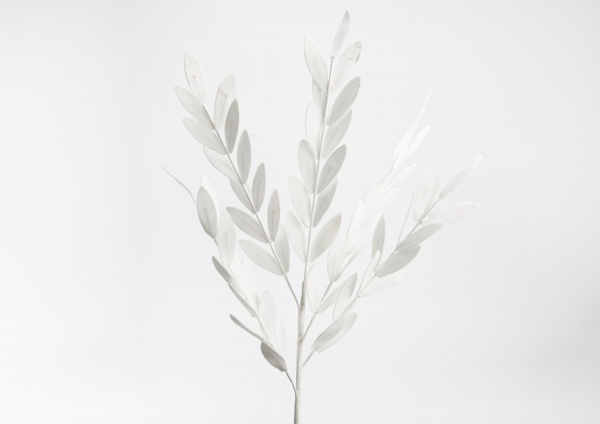 TIGE LAURIER BLANC