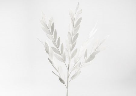 TIGE LAURIER BLANC