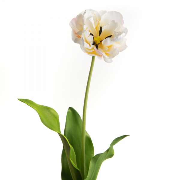 TULIPE DOUBLE DIAMOND H72 CR