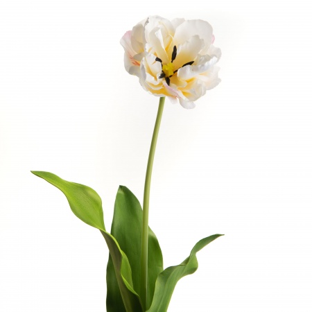 TULIPE DOUBLE DIAMOND H72 CR