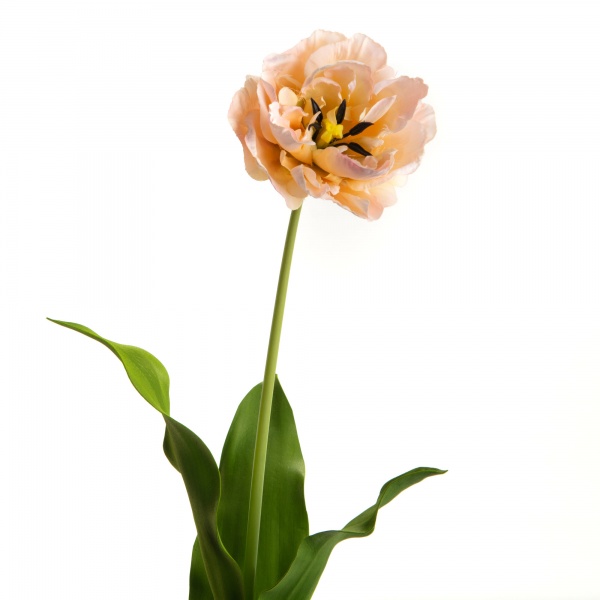 TULIPE DOUBLE DIAMOND H72 RS