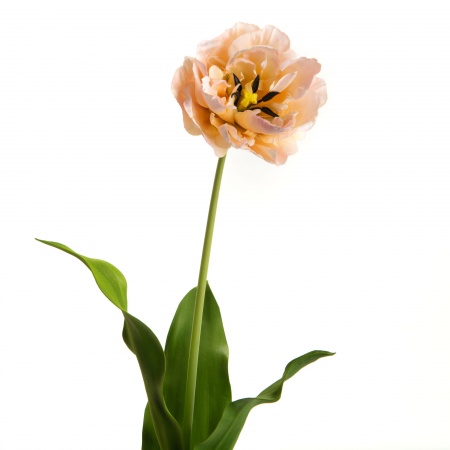 TULIPE DOUBLE DIAMOND H72 RS